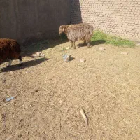 چهار راس بره نر چاق چاق|حیوانات مزرعه|گزیک, |دیوار