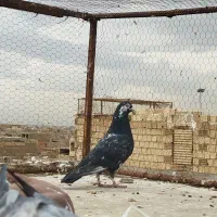 زاجر و پرشی|پرنده|یزد, |دیوار