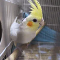 عروس هلندی نر