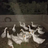 قوغاز اصیل