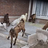 کهره نر پاکستانی نژاد گلابی