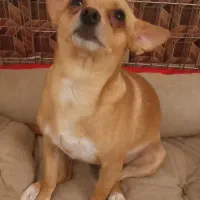 شیواوا ترلر|سگ|قم, شهرک امام حسین|دیوار