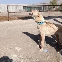 سگ ماده آلابای نگهبان گله و مانع حیوانات مزاحم