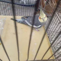 پرنده عروس هلندی با قفس