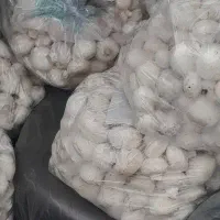 پخش قارچ