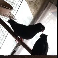 نر و ماده قیل