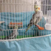 جفت عروس هلندی|پرنده|بندر امام خمینی, |دیوار