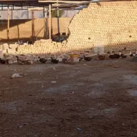 اردک تخم گذار
