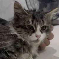 سرپرستی گربه|گربه|پردیس, فاز ۴|دیوار