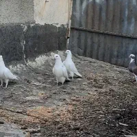 کبوتر