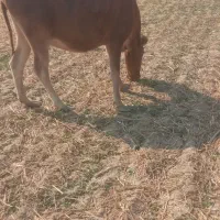 گاوباگوساله