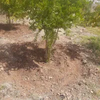 کارهای باغبانی