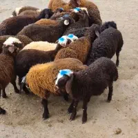 بره نر افشار سبک دامداری رضاعامری