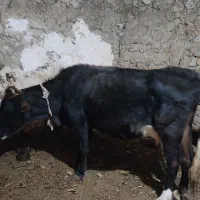 گاو|حیوانات مزرعه|سیلوانه, |دیوار