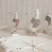 کبوتر طوقی  هفترنگ