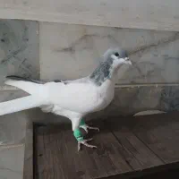 کبوتر چپ کبود سیاپوش پرنده جفتی