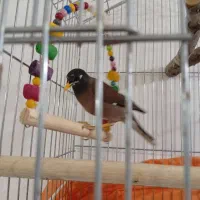 مرغ مینا و فنچ