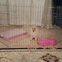 سگ پامرانین