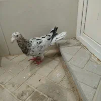 هفرنگ