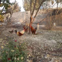 خروس لاری و محلی|حیوانات مزرعه|پیشوا, |دیوار