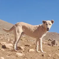 سگ ۹ ماهه سرابی گله ای وجونوری|سگ|شازند, |دیوار