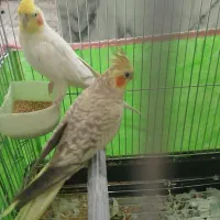 قناری و عروس هلندی مولد