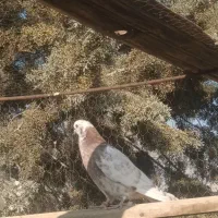 کبوتر پرشی جوجه ساعت بالا|پرنده|دماوند, گیلاوند|دیوار