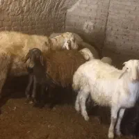 بره قوچ گوسفند میش شیشک|حیوانات مزرعه|ملایر, |دیوار