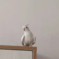 عروس هلندی|پرنده|اردبیل, |دیوار