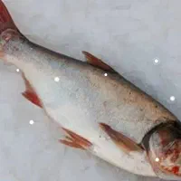 ماه|ماهی|پلدشت, |دیوار