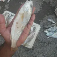 طعطعو تازه