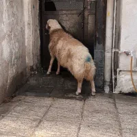 گوسفند بره چاق زنده