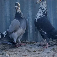 کبوتری فری سینه سفید