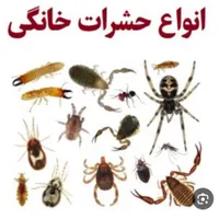 سمپاشی چیچک|خدمات نظافت|اسلام‌شهر, |دیوار