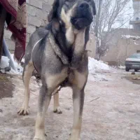 سگ عراقی نژاد دار|سگ|اردبیل, |دیوار