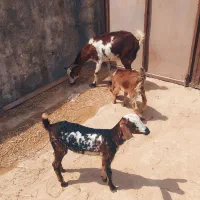 کهره جمولی با بچه نر ماده بزرگ