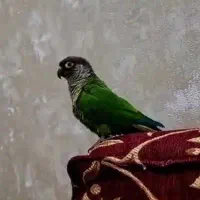 طوطی گرینچیک گمشده