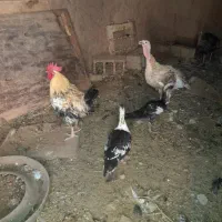 بوقلمون و اردک اسرائیلی