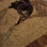 سگ گرگی|سگ|قهستان, |دیوار