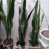 گل شاداب خونگی