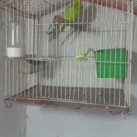 ۳ عدد مرغ. عشق.  با قفس و لوازم کامل|پرنده|چناران, |دیوار