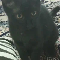 واگذاری گربه