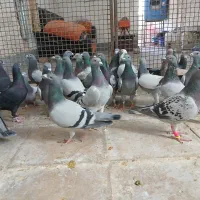 کفتر پلاکی و مسافتی وشناسنامه دار