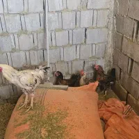 فروش مرغ خروس و غاز|حیوانات مزرعه|شیراز, گچی|دیوار