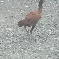 جوجه لاری برای فروش