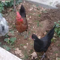 سه عدد مرغ جوان
