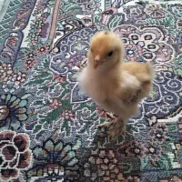 جوجه برهما سلطان