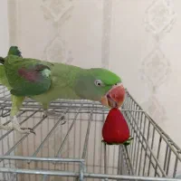 شاه طوطی سخنگو رام