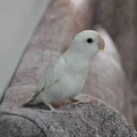 طوطی برزیلی گم شده. مژدگونی بالا