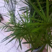 گل طبیعی با رشد عا لی